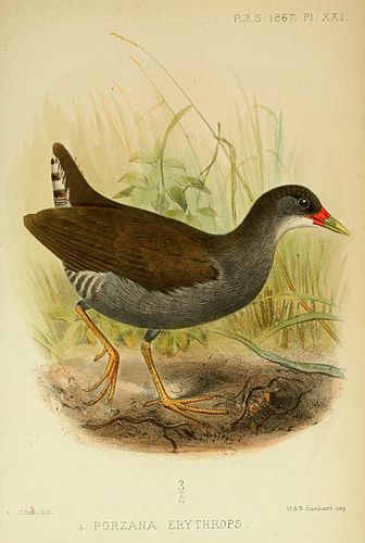 Paint-billed crake